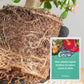 💥Limited Sale - BUY 1 GET 1 FREE💥Slow-Release Organic Fertilizer In Stick Form For Indoor Plants（BUY 5 GET 10 FREE）