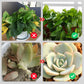 💥Limited Sale - BUY 1 GET 1 FREE💥Slow-Release Organic Fertilizer In Stick Form For Indoor Plants（BUY 5 GET 10 FREE）